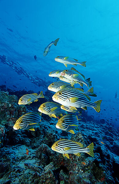 Oriental sweetlips
