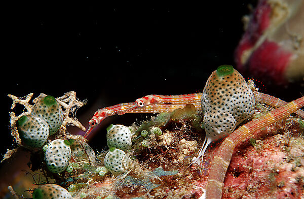 A pair of Black-breasted pipefish