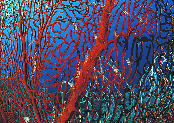 shrimp on gorgonian coral
