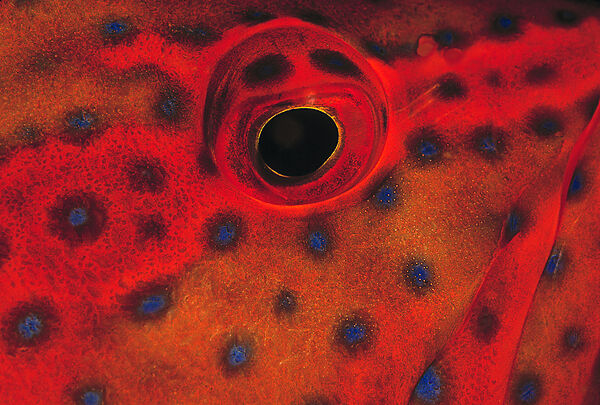 Juwelen-Zackenbarsch, Juwelenbarsch, Auge