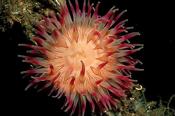 Anemone