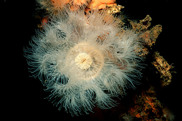 Anemone