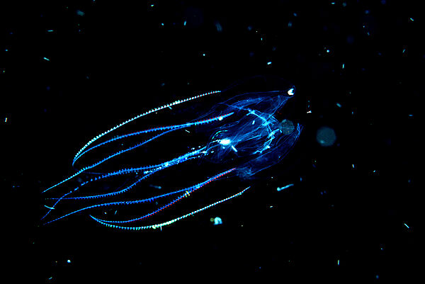 Jellyfish