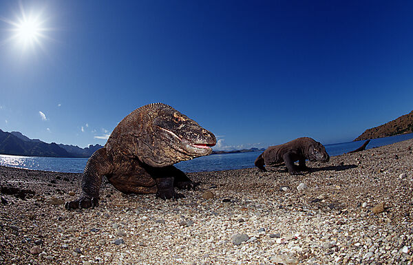 Komodo Waran, Komodo-Waran