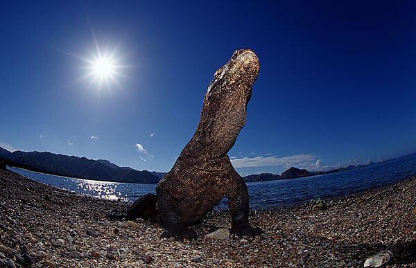 Komodo Waran, Komodo-Waran
