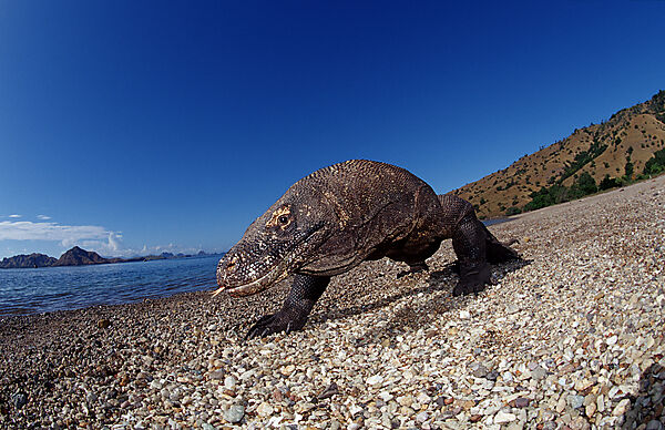 Komodo Waran, Komodo-Waran