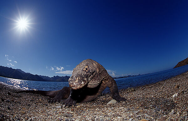 Komodo Waran, Komodo-Waran