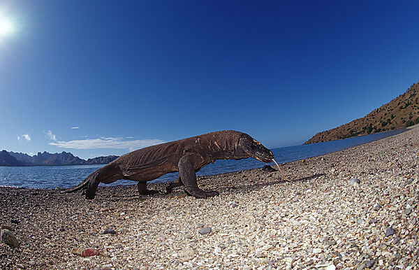 Komodo Waran, Komodo-Waran