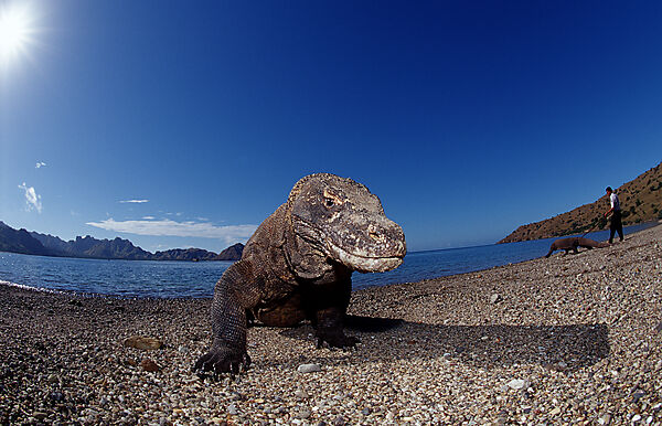 Komodo Waran, Komodo-Waran