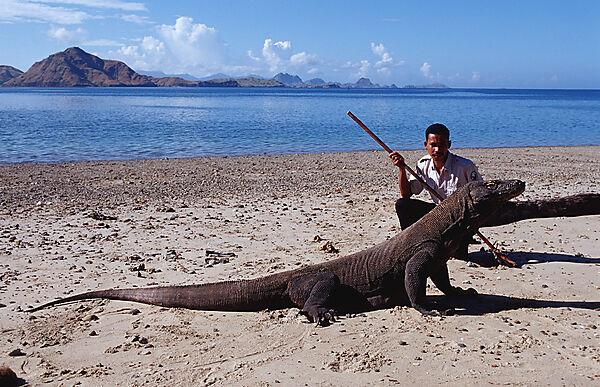 Komodo Waran, Komodo-Waran und Nationalpark Ranger