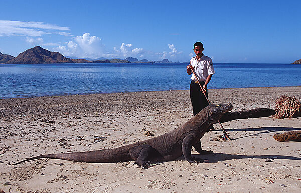 Komodo Waran, Komodo-Waran und Nationalpark Ranger