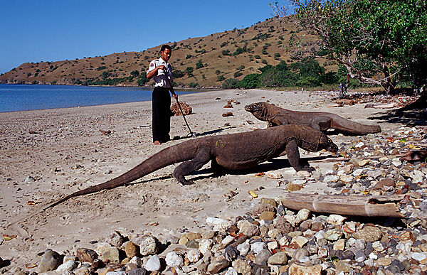 Komodo Waran, Komodo-Waran und Nationalpark Ranger