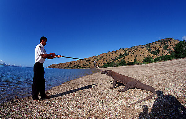 Komodo Waran, Komodo-Waran und Nationalpark Ranger