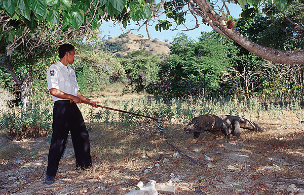 Komodo Waran, Komodo-Waran und Nationalpark Ranger