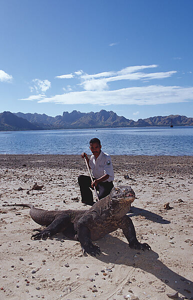 Komodo Waran, Komodo-Waran und Nationalpark Ranger