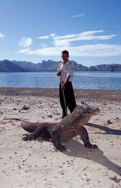 Komodo Waran, Komodo-Waran und Nationalpark Ranger