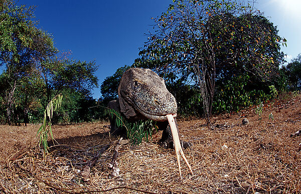 Komodo Waran, Komodo-Waran
