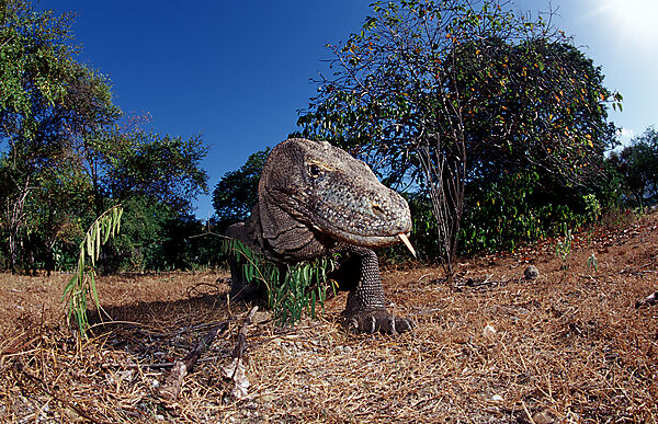 Komodo Waran, Komodo-Waran
