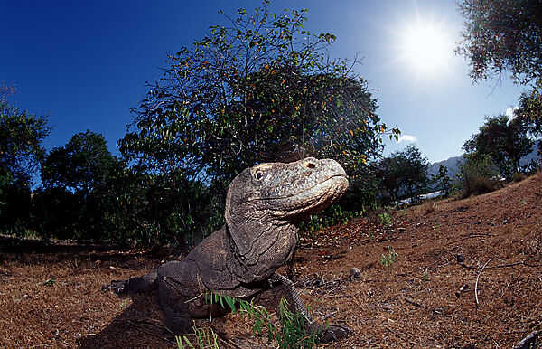 Komodo Waran, Komodo-Waran