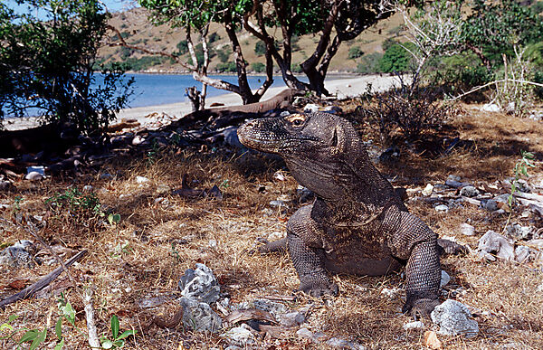 Komodo Waran, Komodo-Waran