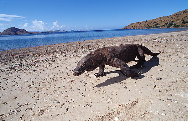Komodo Waran, Komodo-Waran