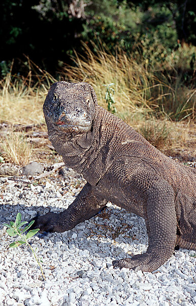 Komodo Waran, Komodo-Waran