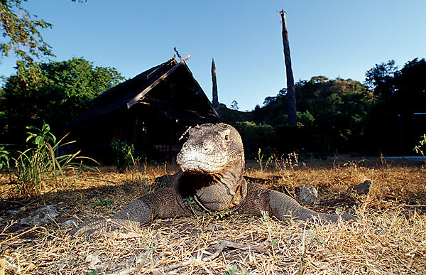 Komodo Waran, Komodo-Waran