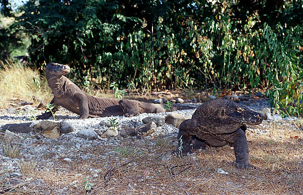 Zwei Komodo Warane, Komodo-Warane