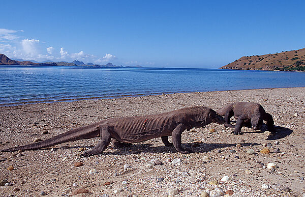 Zwei Komodo Warane, Komodo-Warane