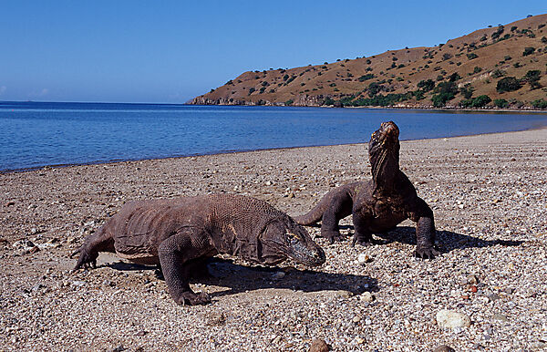 Zwei Komodo Warane, Komodo-Warane