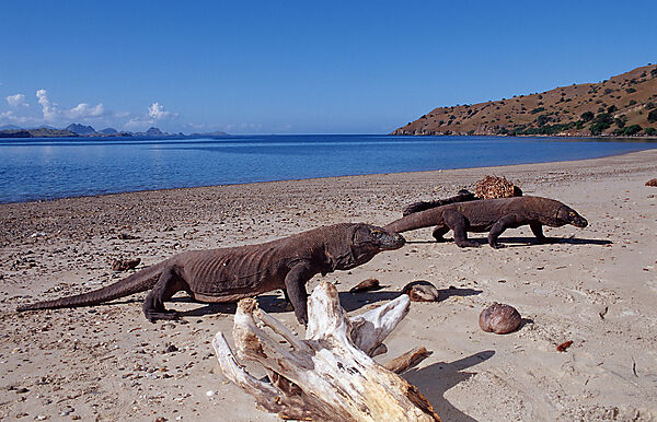 Zwei Komodo Warane, Komodo-Warane