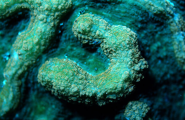 Fluoreszierende Steinkoralle