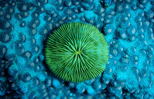 Fluoreszierende Pilzkoralle