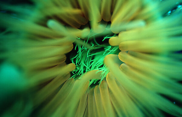 Fluoreszierende Anemone, Korallenfluoreszenz