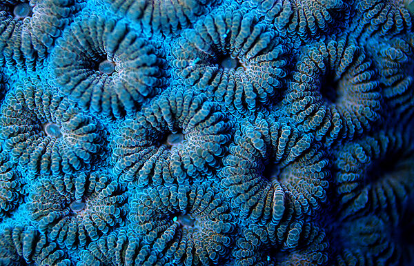 Fluoreszierende Steinkoralle