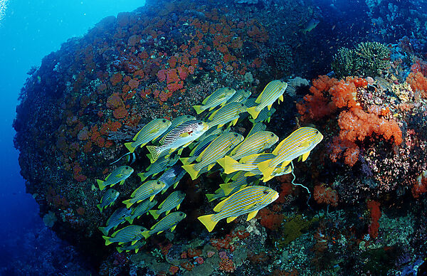 Celebes-Suesslippe