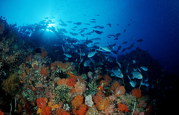 Coral reef