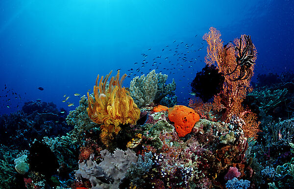 Coral reef