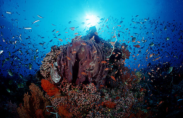 Coral reef