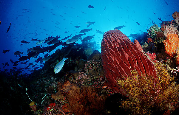 Coral reef