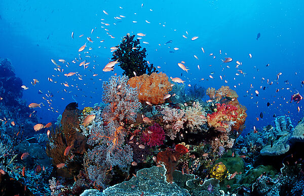 Coral reef