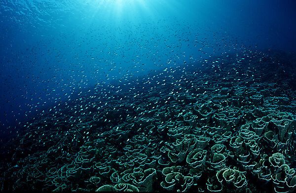 Coral reef