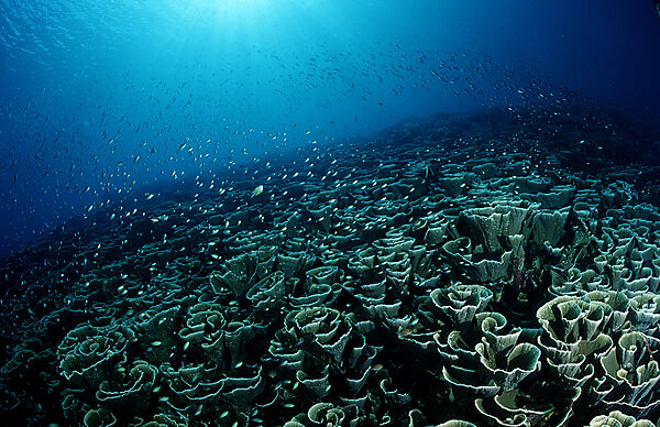 Coral reef