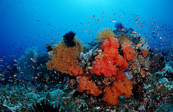 Coral reef