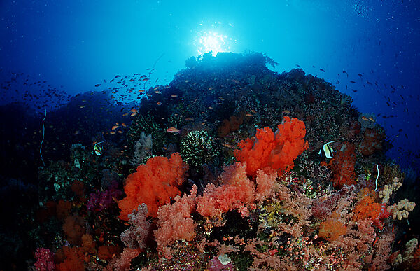 Coral reef