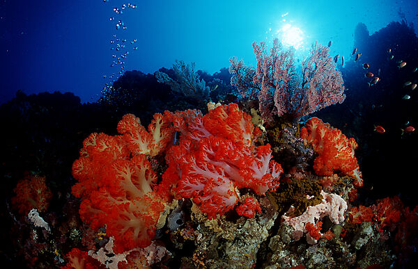 Coral reef
