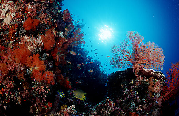 Coral reef