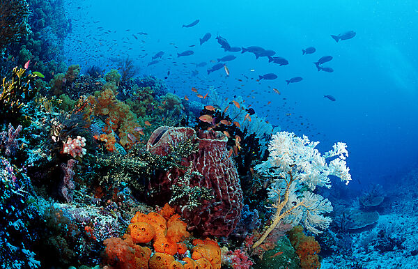 Coral reef