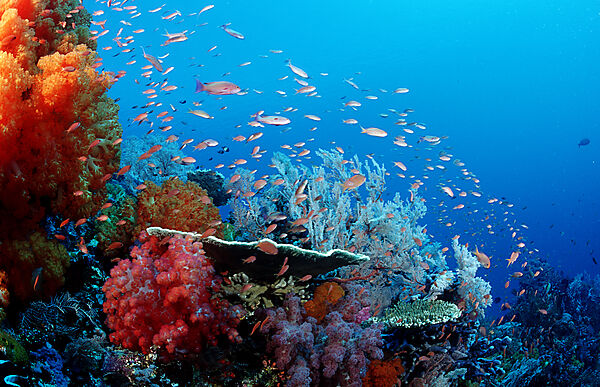 Coral reef