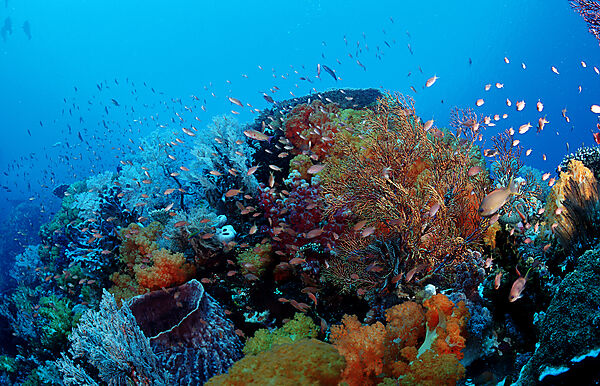 Coral reef